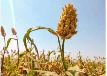 image editor output image2078765064 1686145215427