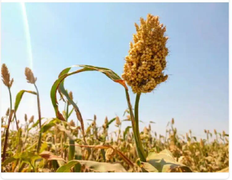 या वर्षीच्या खरीप पिकांच्या किमान हमी भावात घसघशीत वाढ, केंद्र सरकारचा निर्णय 1 image editor output image2078765064 1686145215427