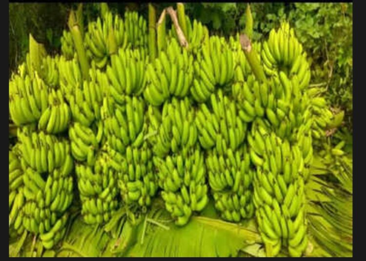 राज्यात अतिवृष्टीचा फटका; निर्यात बंद झाल्याने नांदेडचे केळी उत्पादक शेतकरी चिंतेत 1 image editor output image 1319553776 1689249419616