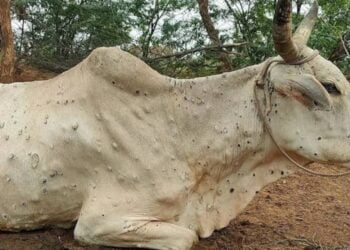 image editor output image 1369491037 1692854043437