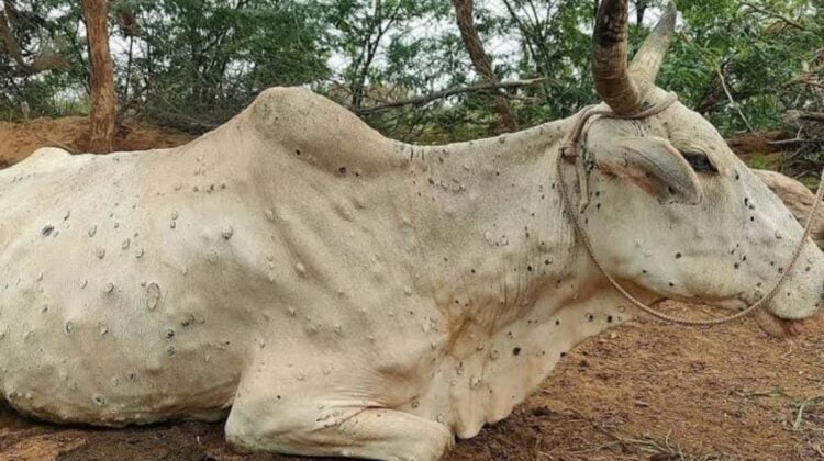 image editor output image 1369491037 1692854043437