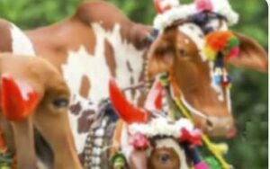 बैल पोळ्यावर बंदी, बैलांना गोठ्याच्या बाहेर काढून एकत्रित जमवल्यास होणार कारवाई! लम्पीच्या पार्श्वभूमीवर आदेश, ग्रामसेवकांवर दिली मोठी जबाबदारी, वाचा सविस्तर आदेश !! 2 IMG 20230914 WA0000