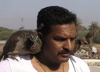 स्वातंत्र्याच्या बेड्या राष्ट्रीय पक्षी राजा मोर पाळीव मनोरंजनाचा गुलाम असू शकतो का? पक्षी संशोधक सूर्यकांत खंदारे 7 IMG 20231013 WA0014