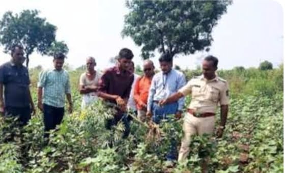 वैजापूर तालुक्यातील टुनकी गावात छापेमारी, कपाशीच्या शेतात गांजाची शेती !<br />30 किलोचा गांजा जप्त, शेतकऱ्यावर गुन्हा !! 1 IMG 20231016 211909