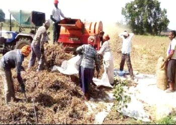 image editor output image 917546602 1698058962616