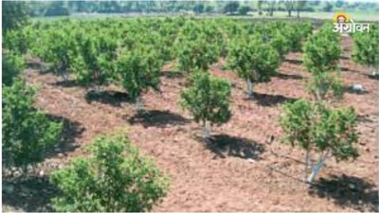 ‘रोहयो’तून किनवट तालुक्यात ५८ हजार ६२७ फळझाडांची लागवड शेतकऱ्यांसाठी फायद्याची योजना : आता शंभर टक्के अनुदानावर करता येणार फळबागेची लागवड 1 image editor output image1547503413 1701343849262