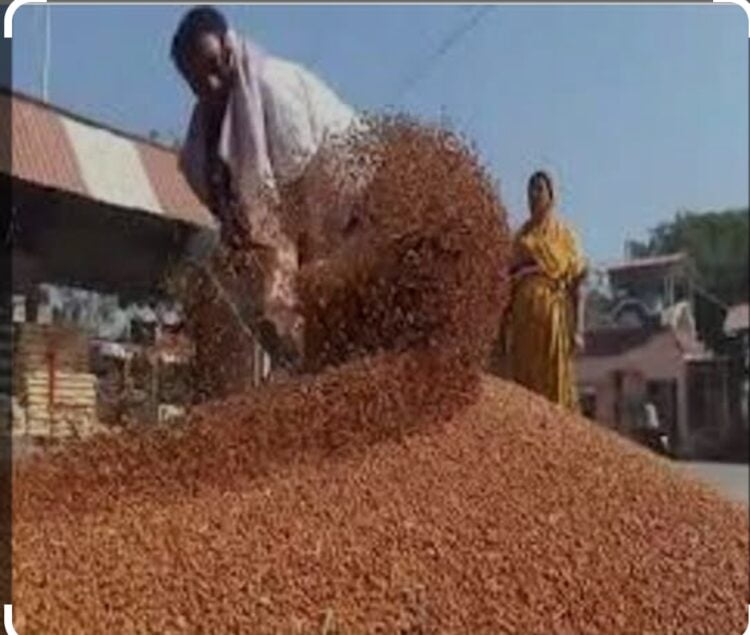 तुर खरेदीसाठी ऑनलाईन नोंदणी करण्याचे आवाहन 1 image editor output image1598525817 1703173071761