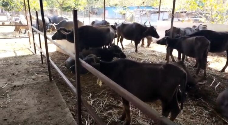 देवकृपा गोशाळेस उमरी कोर्टात घवघवीत यश कसायांचे दोन्ही अर्ज रद्द 1 IMG 20240216 172310