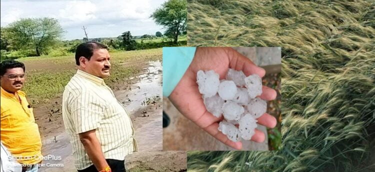 हिमायतनगर तालुक्यात वादळी वाऱ्यासह तुफान गारपिठं..; नुकसानीचे तात्काळ पंचनामे करा :- आमदार जवळगावकर 1 Picsart 24 02 11 18 47 46 512