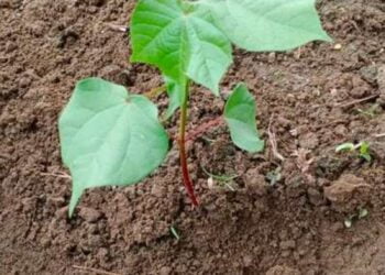 image editor output image 1717422285 1715690697703