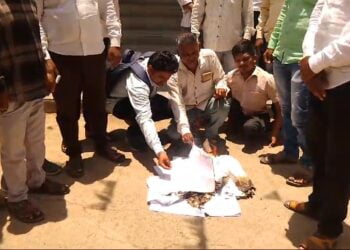 शासनाच्या परिपत्रकाची ग्रामपंचायत संगणक परिचालकाने केली होळी 4 image editor output image 1478101451 1719320378294