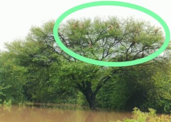 image editor output image 1060758918 1725291390929