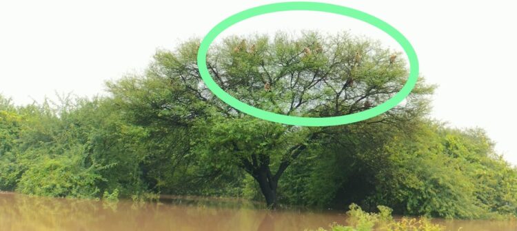 पैनगंगा नदी पुराच्या वेढ्यात डोल्हारी परिसरात बाबळीच्या झाडावर १५ वानरे अडकली. 1 image editor output image 1060758918 1725291390929