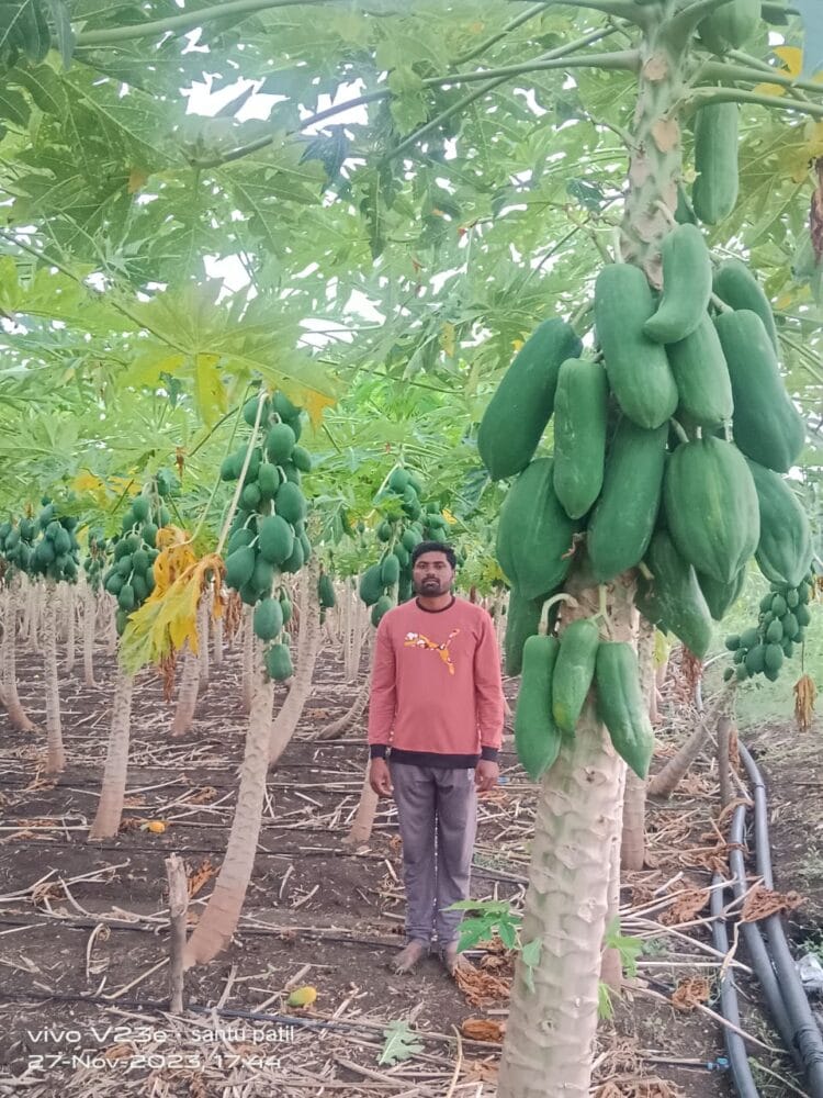 कळमनुरी तालुक्यातील रेडगाव गावाची पपई क्लस्टर कडे वाटचाल. 1 image editor output image 788104686 1727529691203