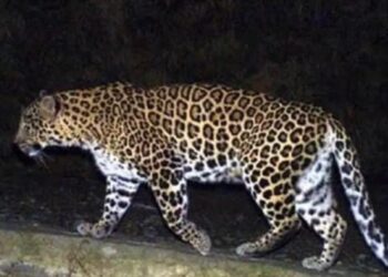 image editor output image 408794077 1733118772240