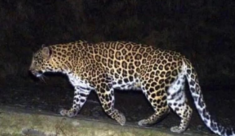 image editor output image 408794077 1733118772240