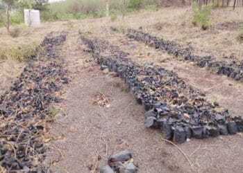 image editor output image328936853 1749142946692