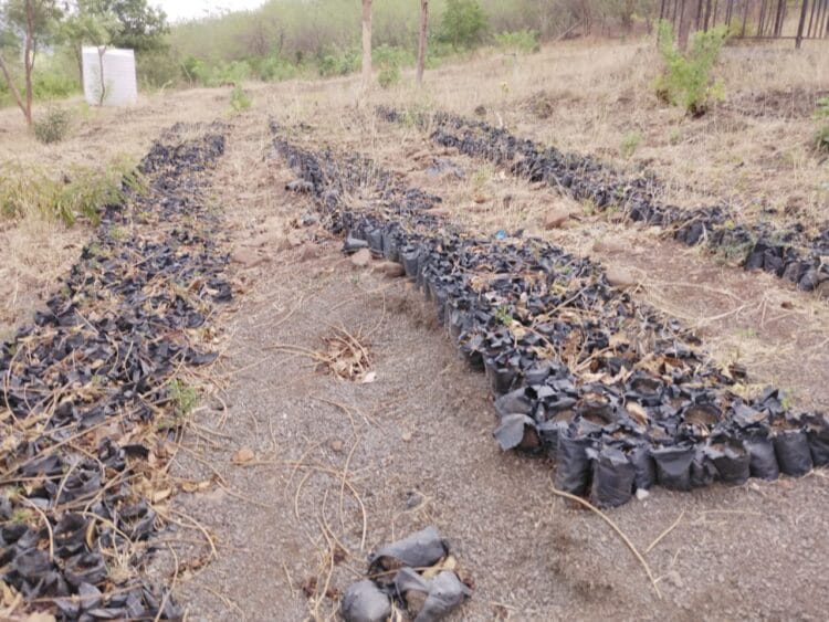 सामाजिक वनीकरण विभागाच्या रोपवाटिकेत अनेक रोपे कोमेजली.. 1 image editor output image328936853 1749142946692