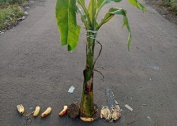 image editor output image 493093260 1761241307602